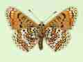 Melitaea cinxia male (aberrant form semijubilaris, verso) (Internet Image property of respective owner, non-commercial use only)